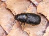 lýkohub smrkový (Brouci), Dendroctonus micans (Kugelann, 1794) (Coleoptera)